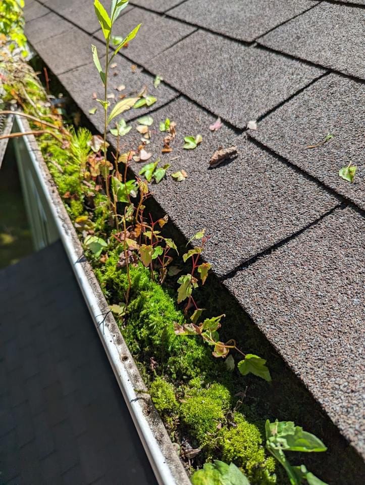 Moss and debris packed into a residential gutter in Central Texas