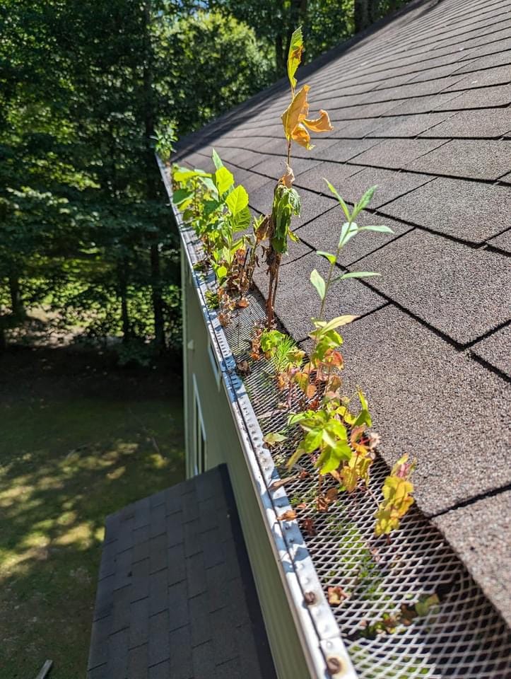 Tree saplings growing out of a clogged residential gutter in Central Texas