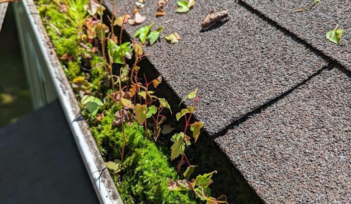 Gutter Cleaning in Bastrop, TX